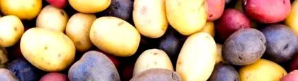 legume