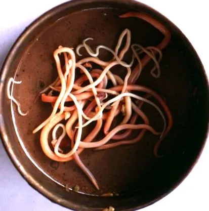 Ascaris lumbricoides