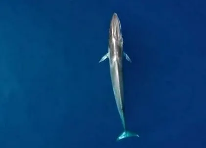 species