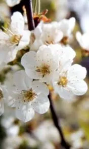 ползи