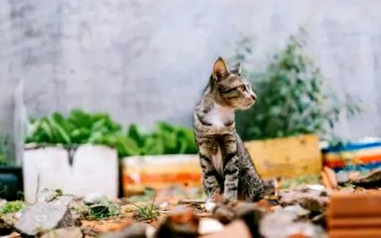 отзад