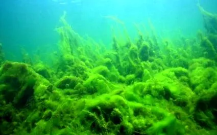 повинні водорості