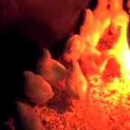 курчат корнішських