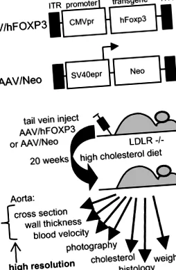 aav28-humánfoxp3