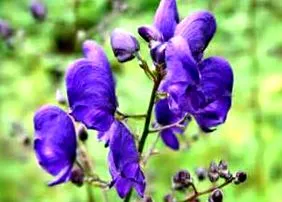 aconitum