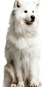 корм