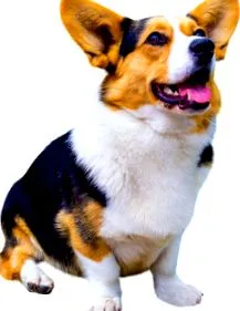 кращий корм