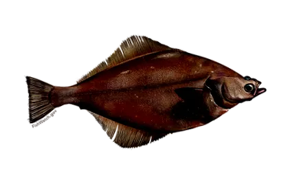 камбала