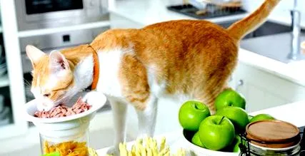 котів