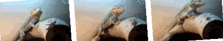 годування