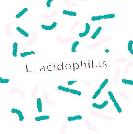 acidophilus