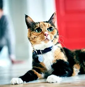 кота