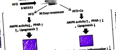 hepatoprotektív