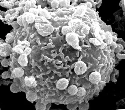 phagocytophilum проникнення