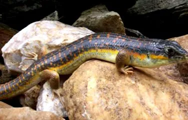 skink