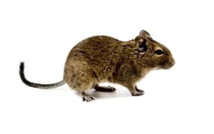 degus