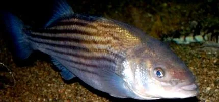 дельта-басів відповідальних