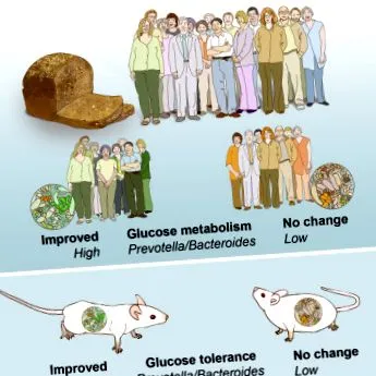 metabolizmus által