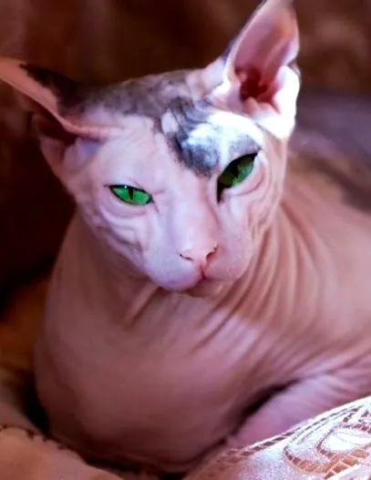 котів породи