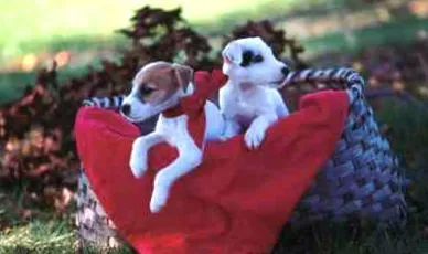 Jack Russell terrier