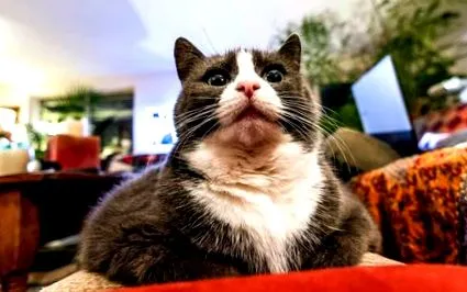 коти