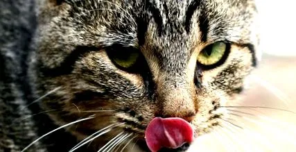 котячий