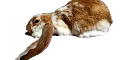 догляд