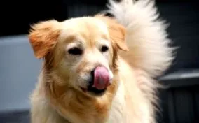 arany-retriever-mentése