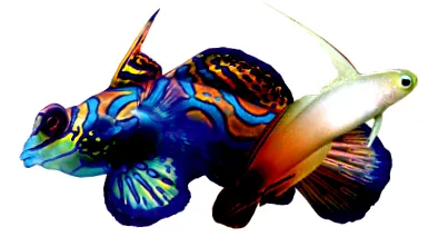 dragonets