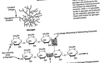 глікоген огляд ScienceDirect