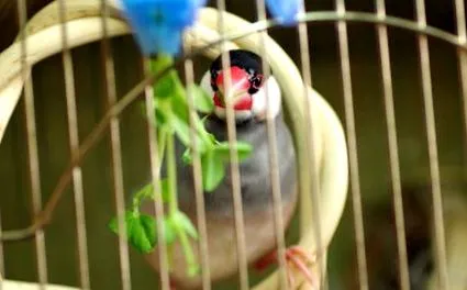 finches