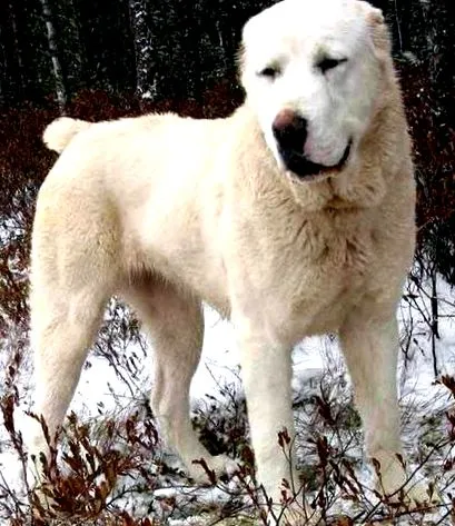 скільки