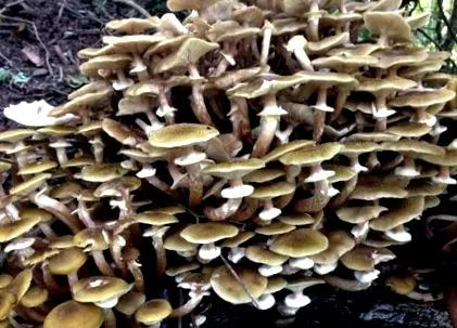 Galerina marginata грибок