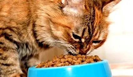 коту