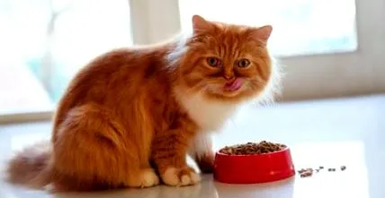 одержимим котом