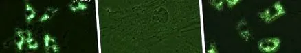 огляд ScienceDirect