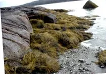 здоров морських водоростей