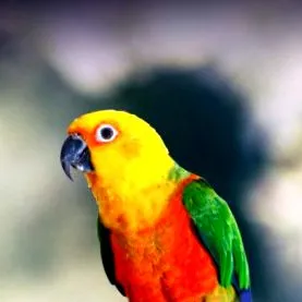 conure conure