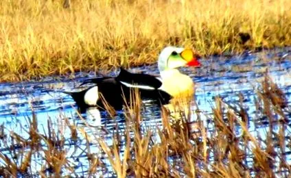 eider існування