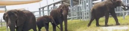 центр слонів