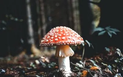 міцелій майбутнє