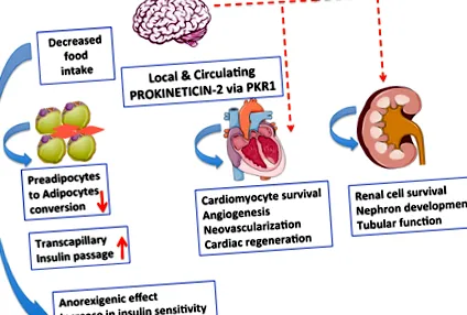 prokineticin elhízás