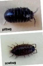 pillbugs sowbugs