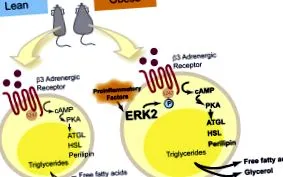 foszforilezése receptor