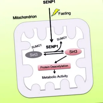 senp1-sirt3 senp1-sirt3