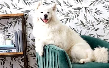 профіль samoyed