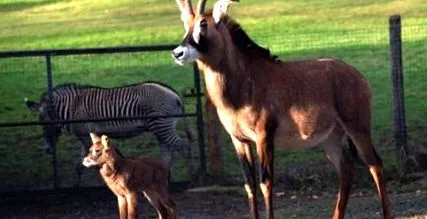 роуна marwell