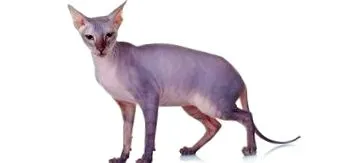 донський