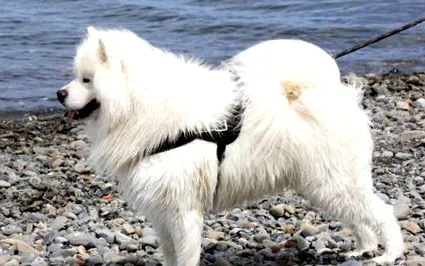 samoyed club