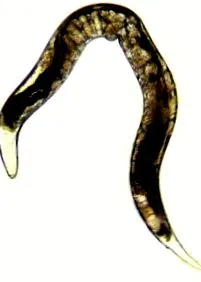 strongyloides